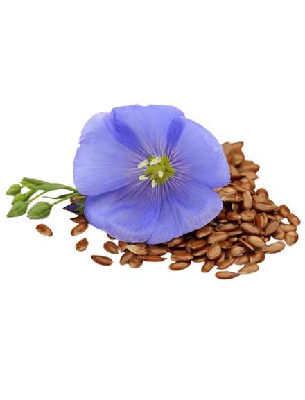 Leinsamen und -blüte