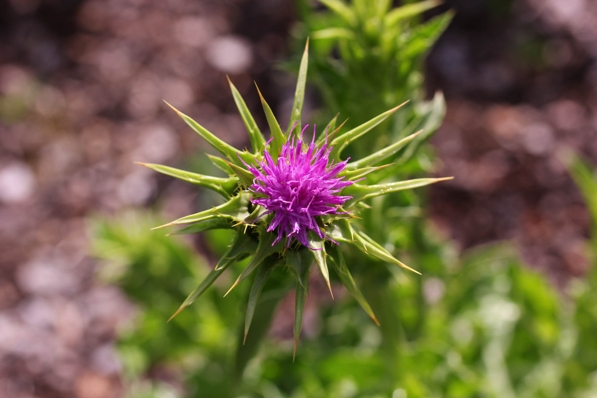 Mariendistel