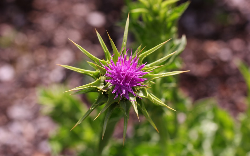Mariendistel Mariendistel
