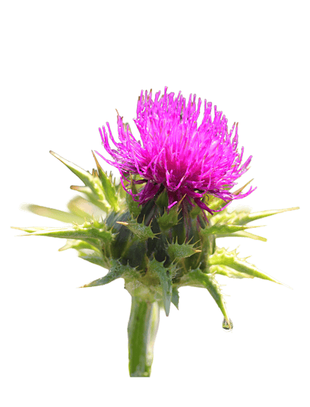 Mariendistel