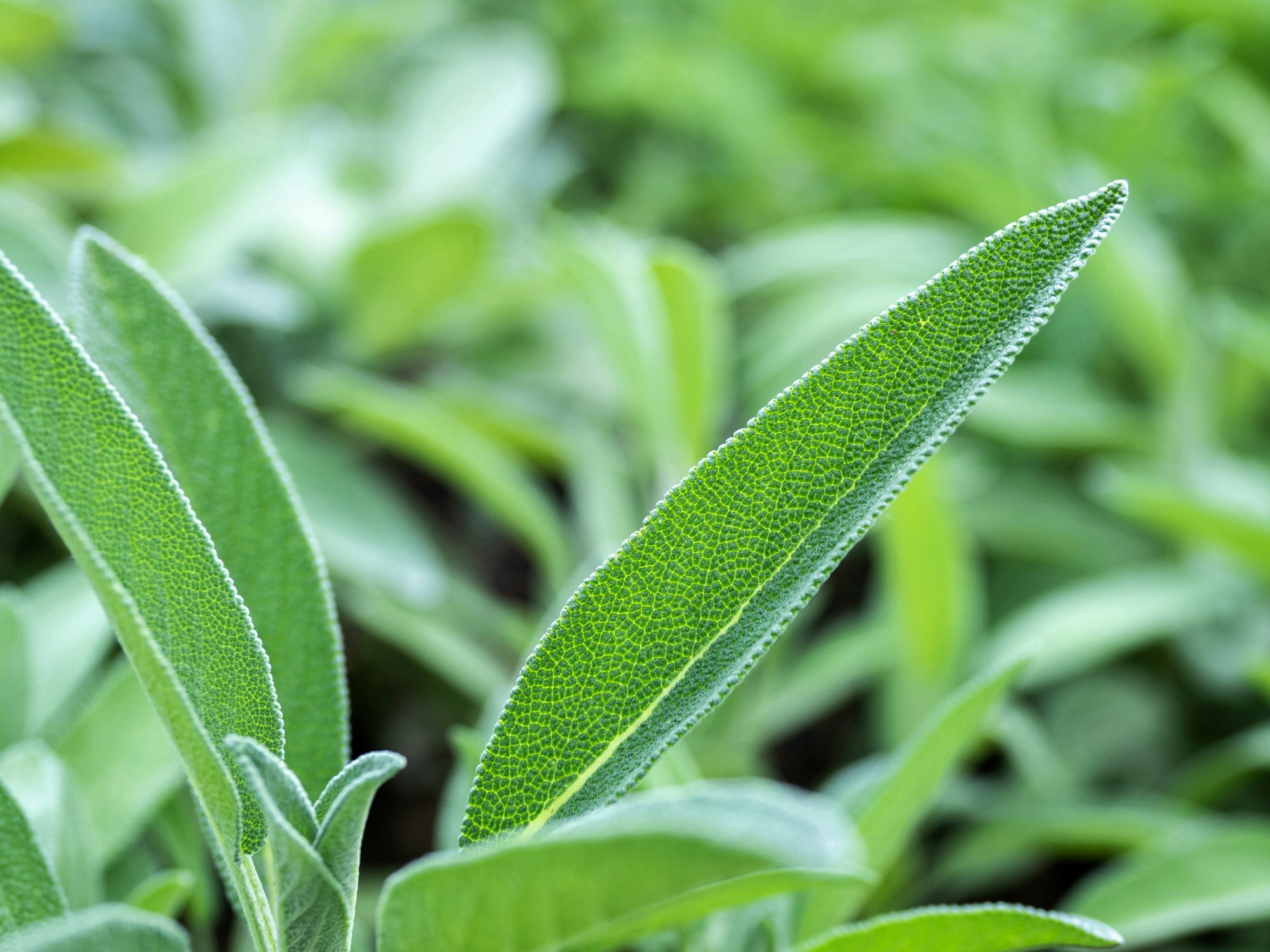 Grüne Salbeiblätter (Salvia officinalis) mit typischer Blattstruktur in Nahaufnahme