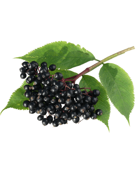 Holunderbeeren