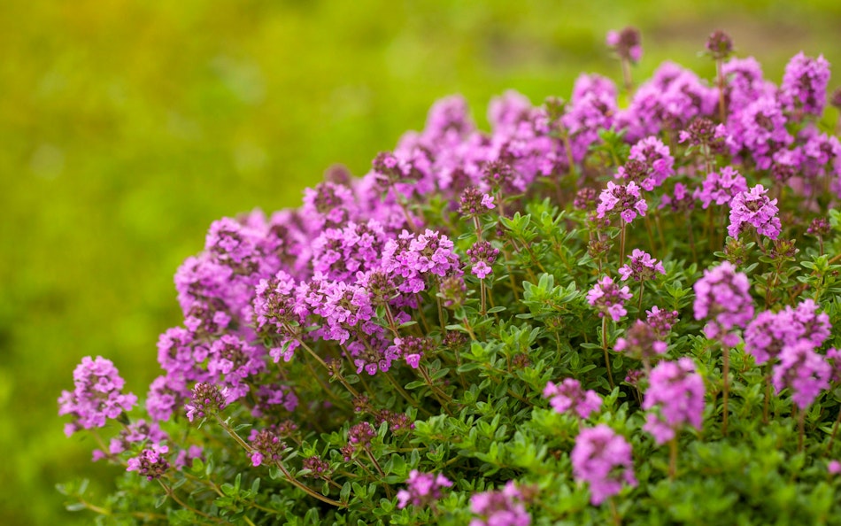 Thymian Blühende Thymianpflanzen