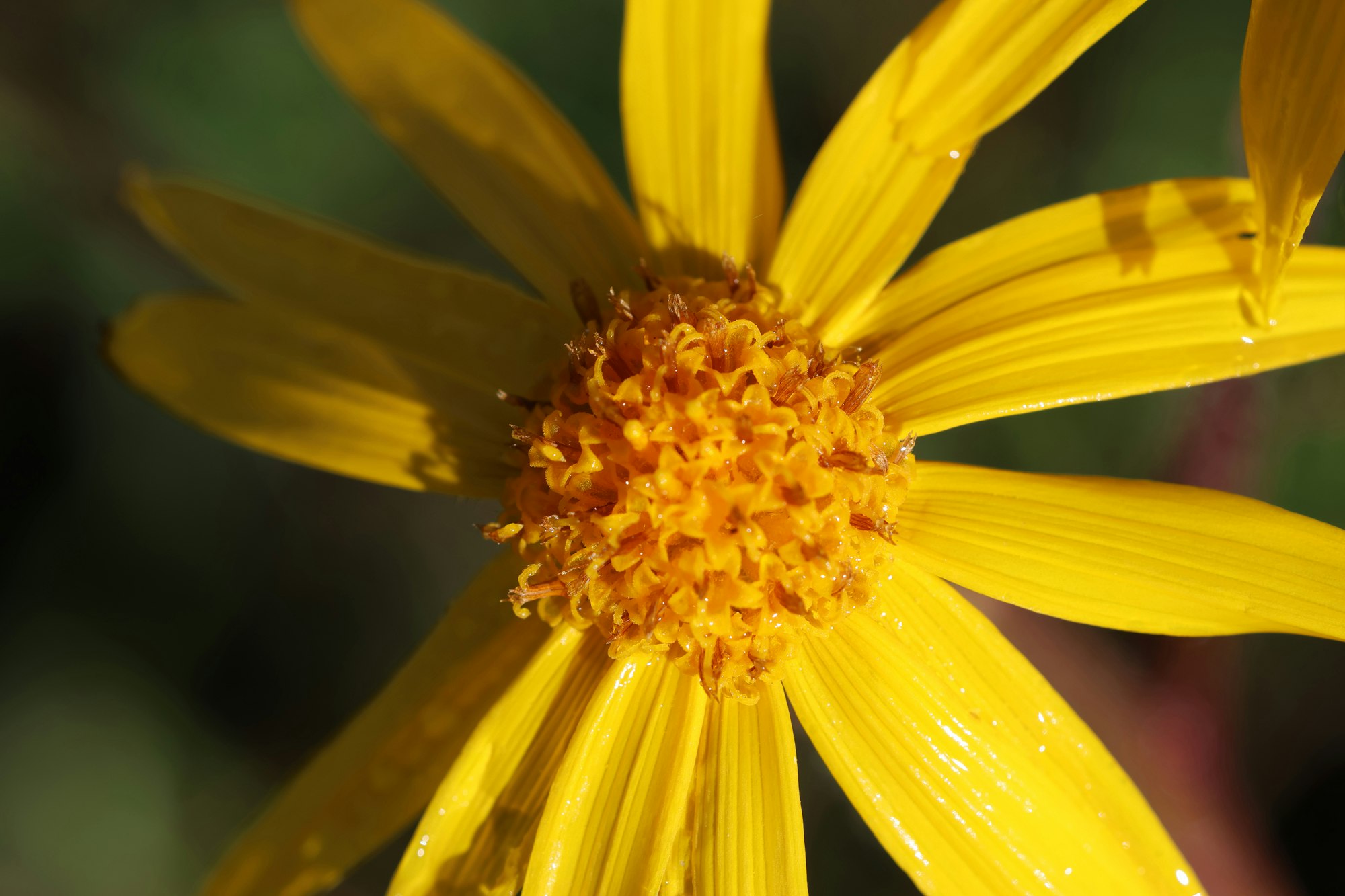 Gelbe Arnikablüte (Arnica montana) in Nahaufnahme mit detailreichem Blütenzentrum