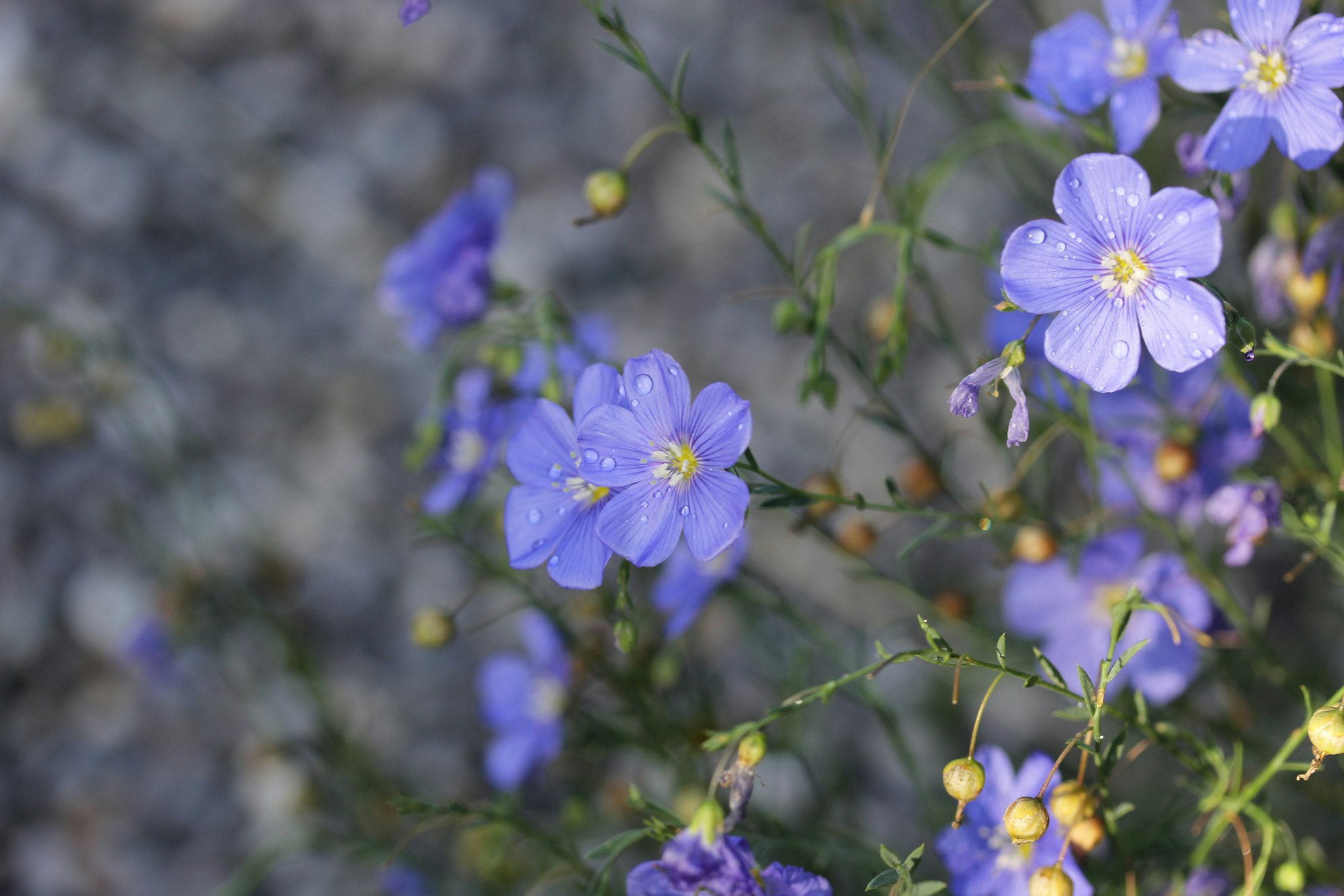 Hellblaue Blüten des Leins (Linum usitatissimum) mit Wassertropfen in Nahaufnahme.
