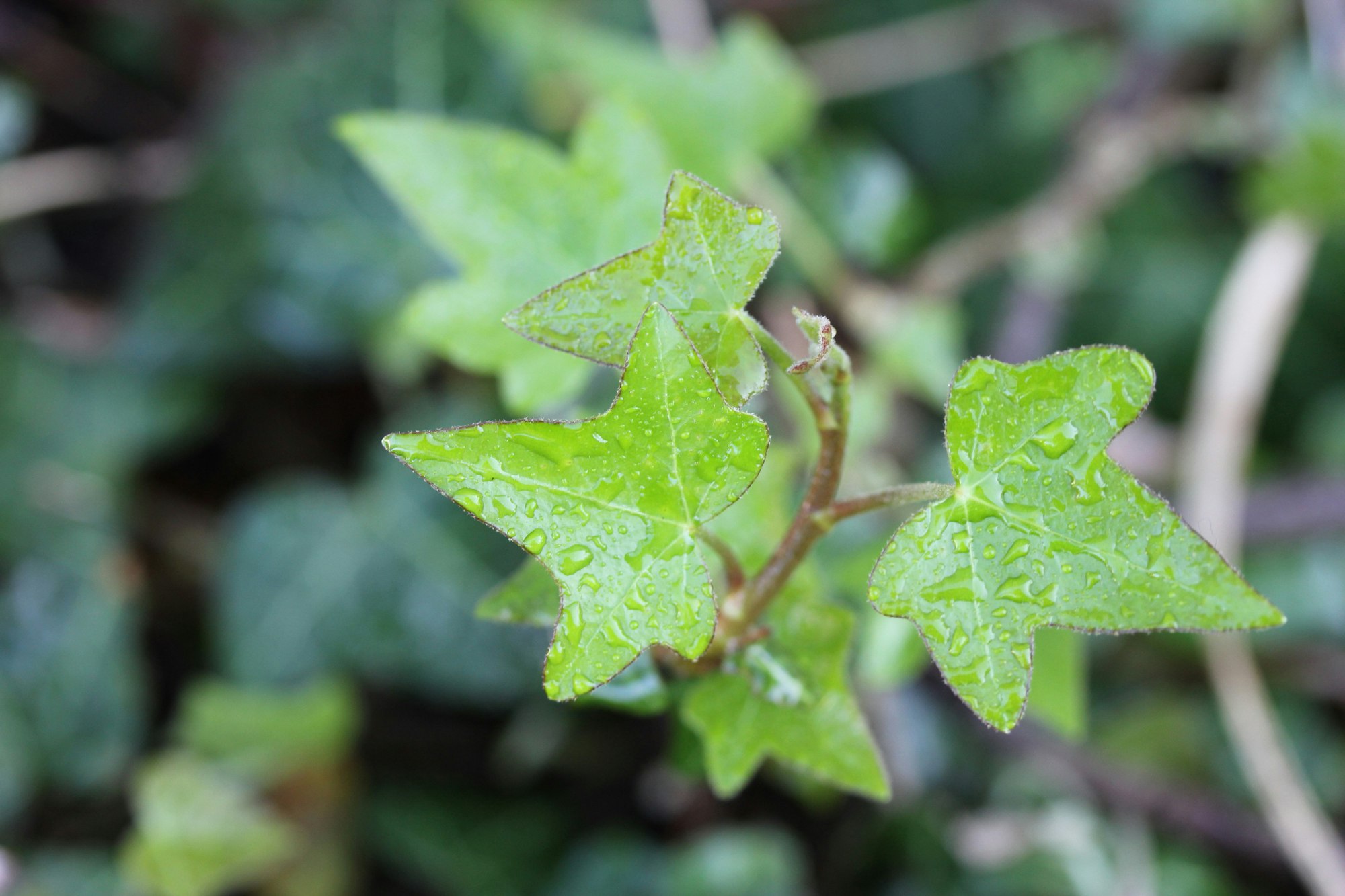 Frische Efeublätter (Hedera helix) mit Wassertropfen in Nahaufnahme.