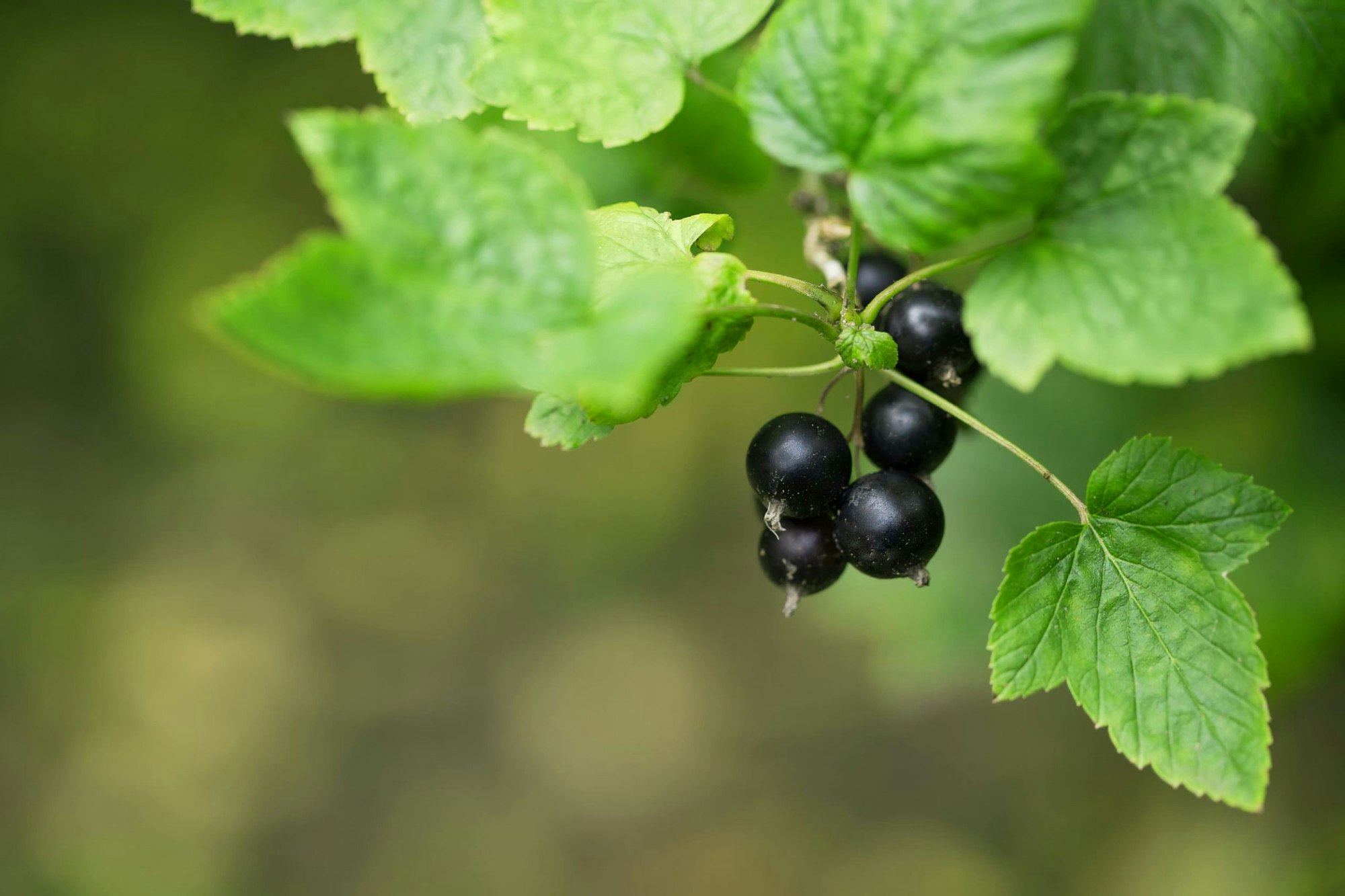 Reife schwarze Johannisbeeren (Ribes nigrum) an einem Zweig mit grünen Blättern.