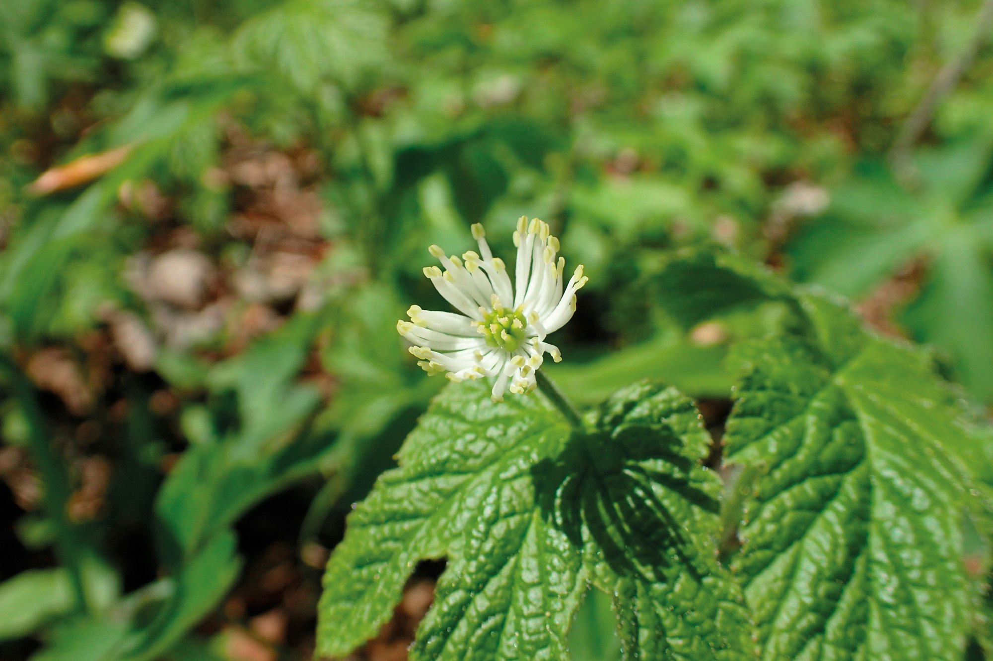 Blüte der Kanadischen Gelbwurz (Hydrastis canadensis) mit grünen Blättern in Nahaufnahme.