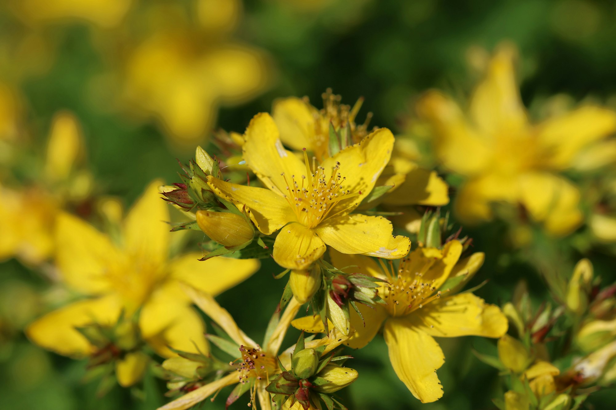 Blühendes Johanniskraut (Hypericum perforatum) mit leuchtend gelben Blüten in Nahaufnahme.