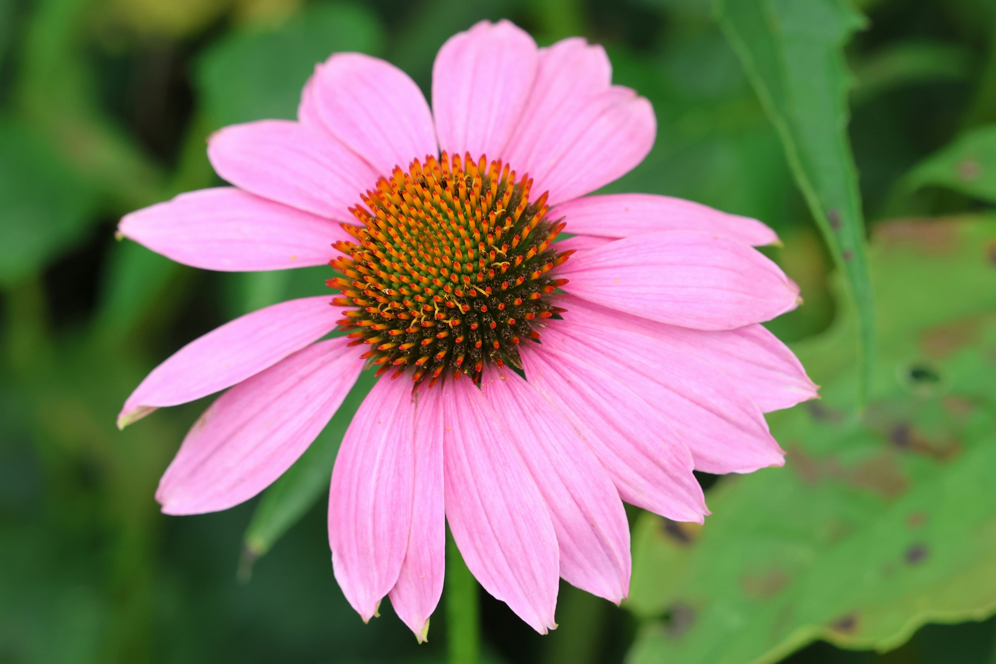 Purpur-Sonnenhut (Echinacea purpurea) mit rosa Blütenblättern in Nahaufnahme.