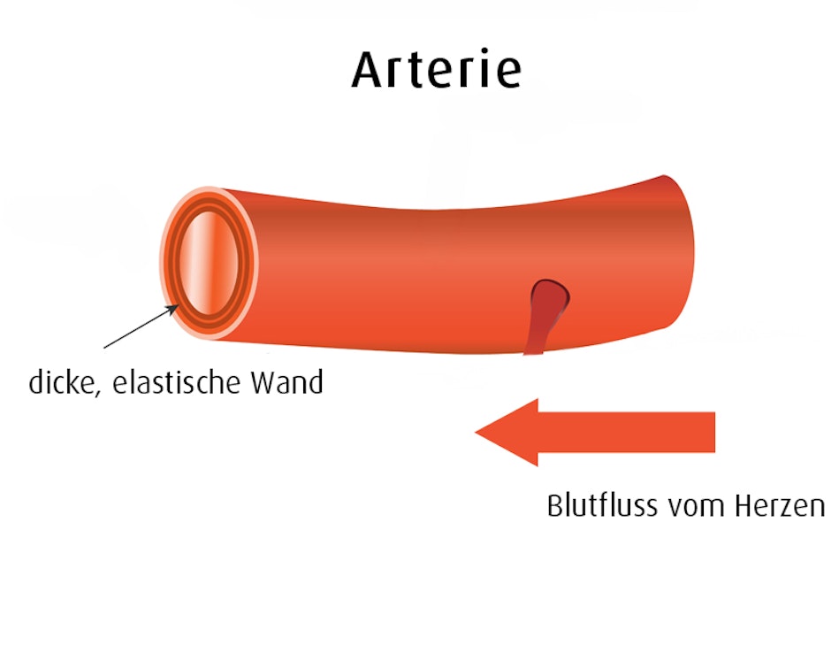 Grafische Darstellung einer Arterie mit Blutfluss-Richtung.