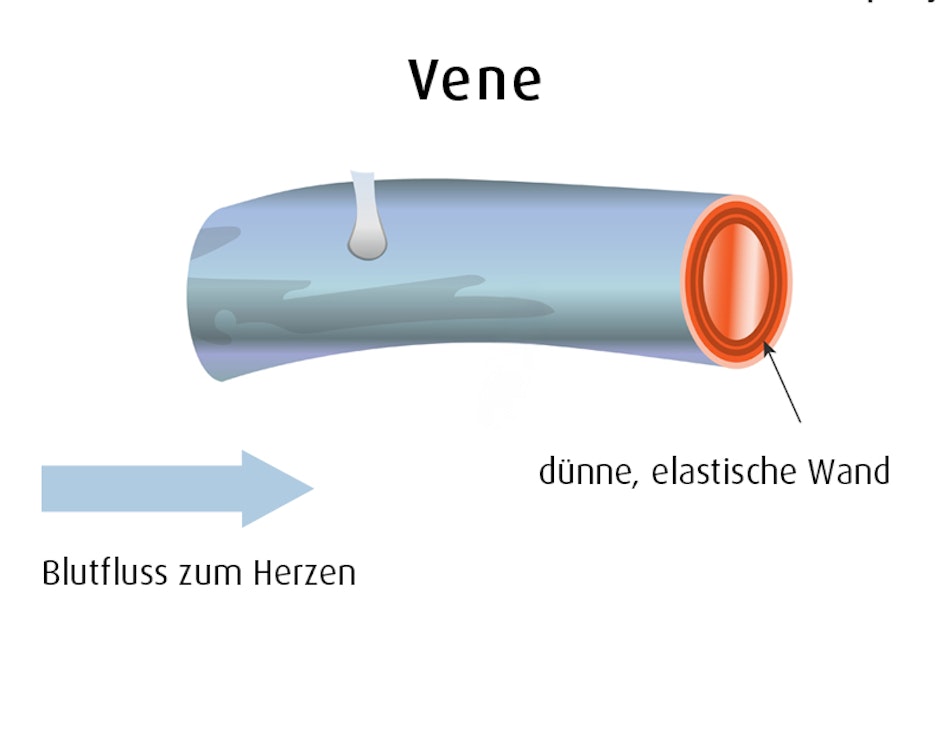 Grafische Darstellung einer Vene mit Blutfluss-Richtung.