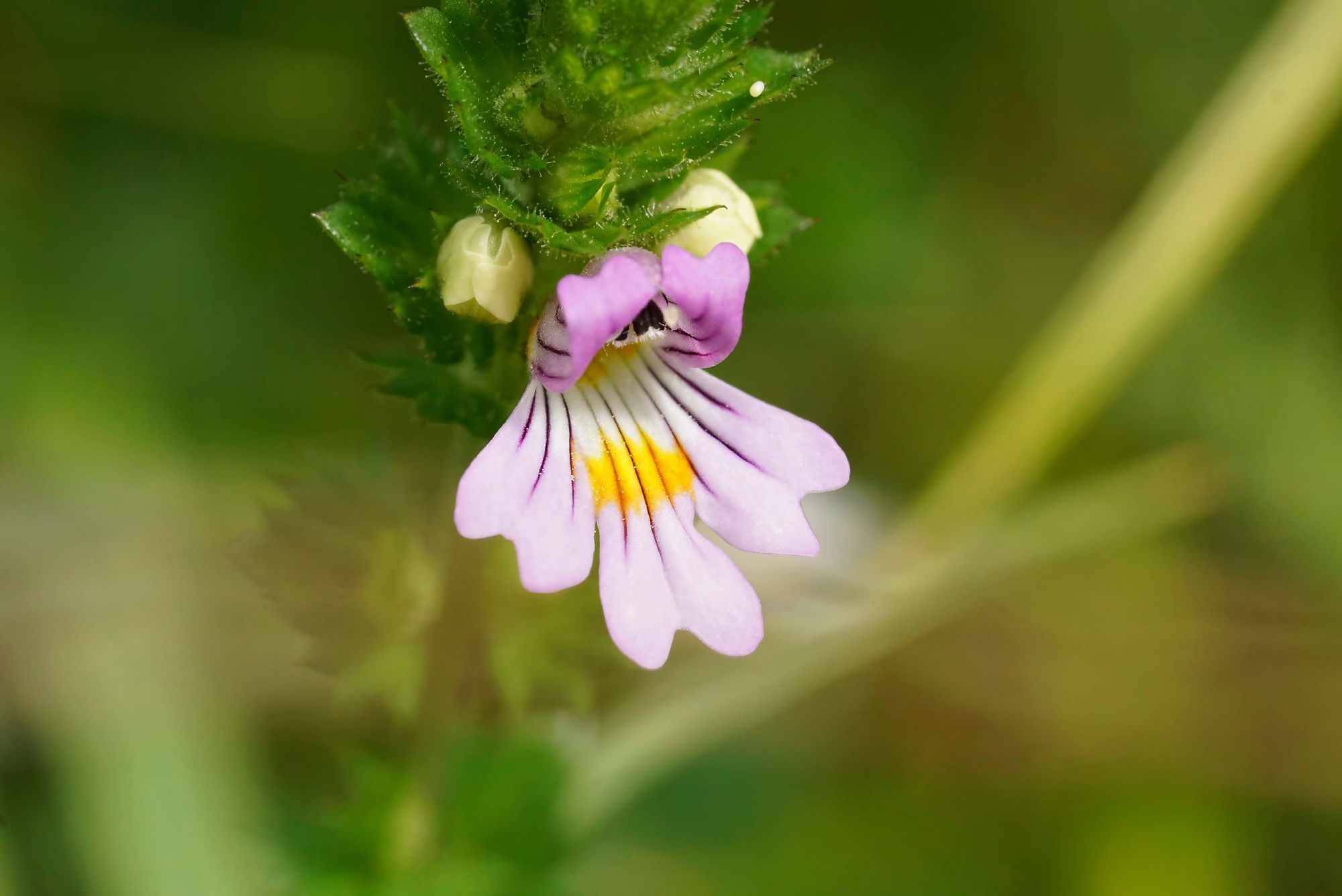 Blüte des Augentrosts (Euphrasia officinalis) mit violett-weissen Blütenblättern und gelber Zeichnung in Nahaufnahme.