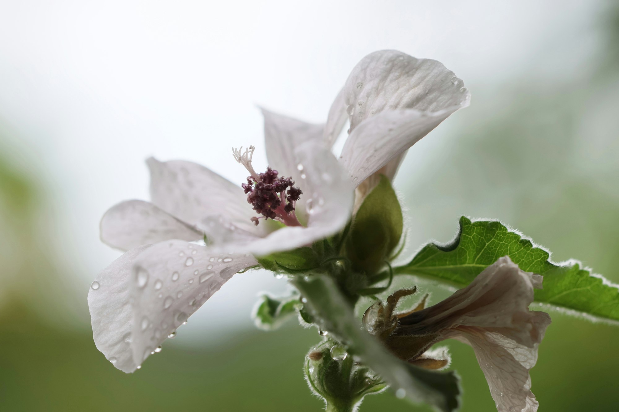Blüte des Eibischs (Althaea officinalis) mit Wassertropfen in Nahaufnahme.