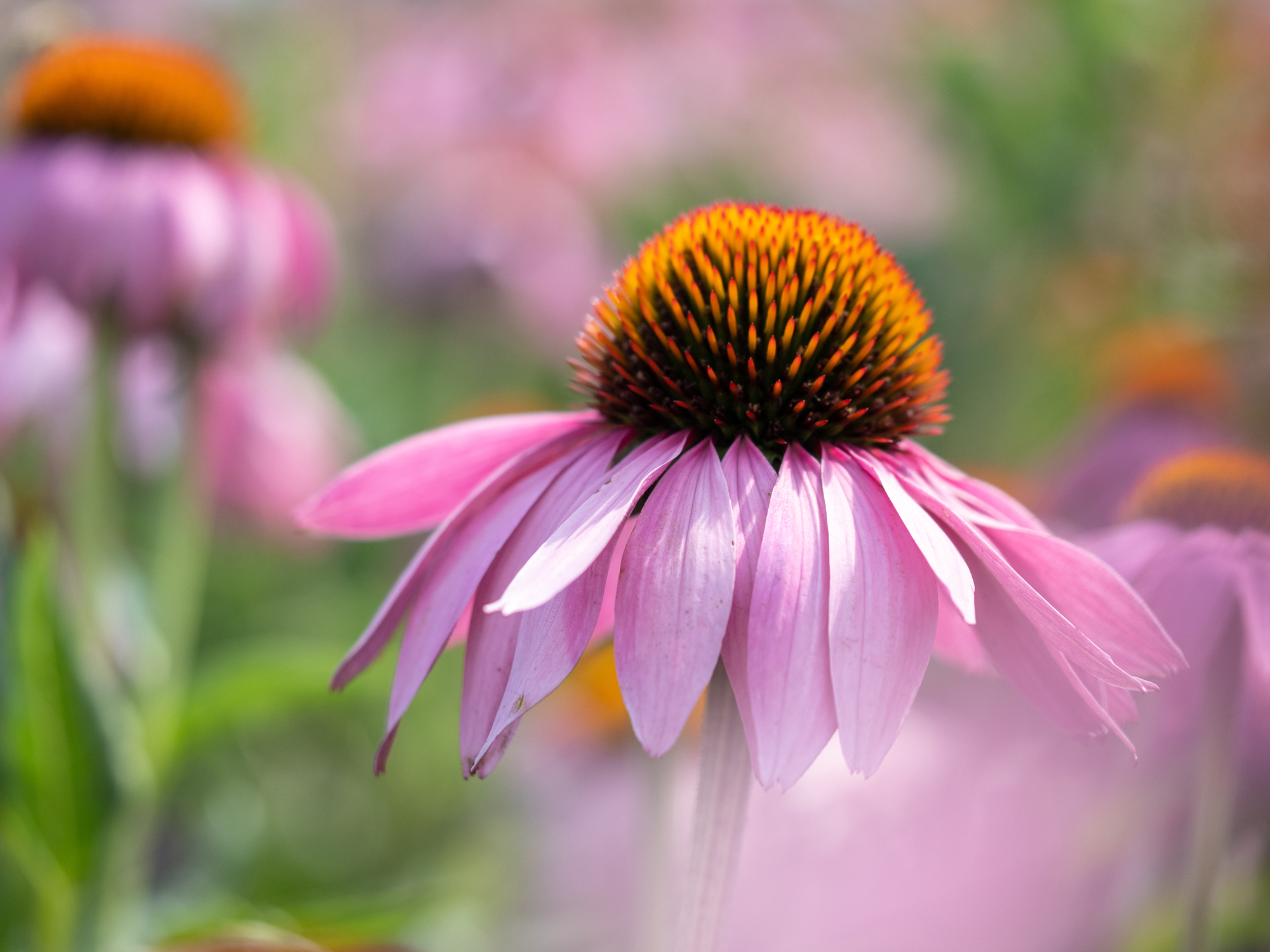 Roter Sonnenhut (Echinacea purpurea) mit rosa Blütenblättern und markanter Blütenmitte in Nahaufnahme.