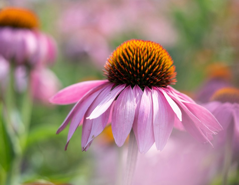 Roter Sonnenhut (Echinacea purpurea) für Echinaforce® Hot Drink, Konzentrat Roter Sonnenhut (Echinacea purpurea) mit rosa Blütenblättern und markanter Blütenmitte in Nahaufnahme.