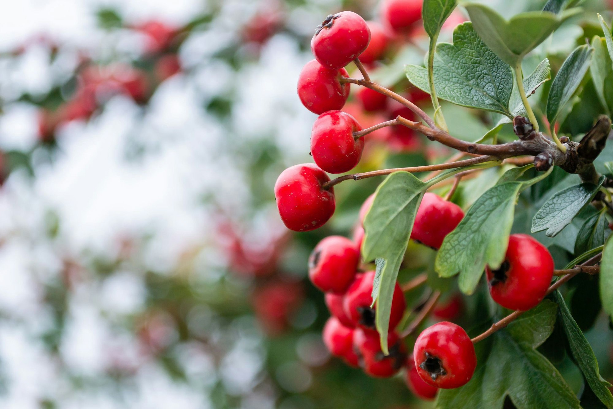 Reife rote Weissdornfrüchte (Crataegus) an einem Zweig mit grünen Blättern.
