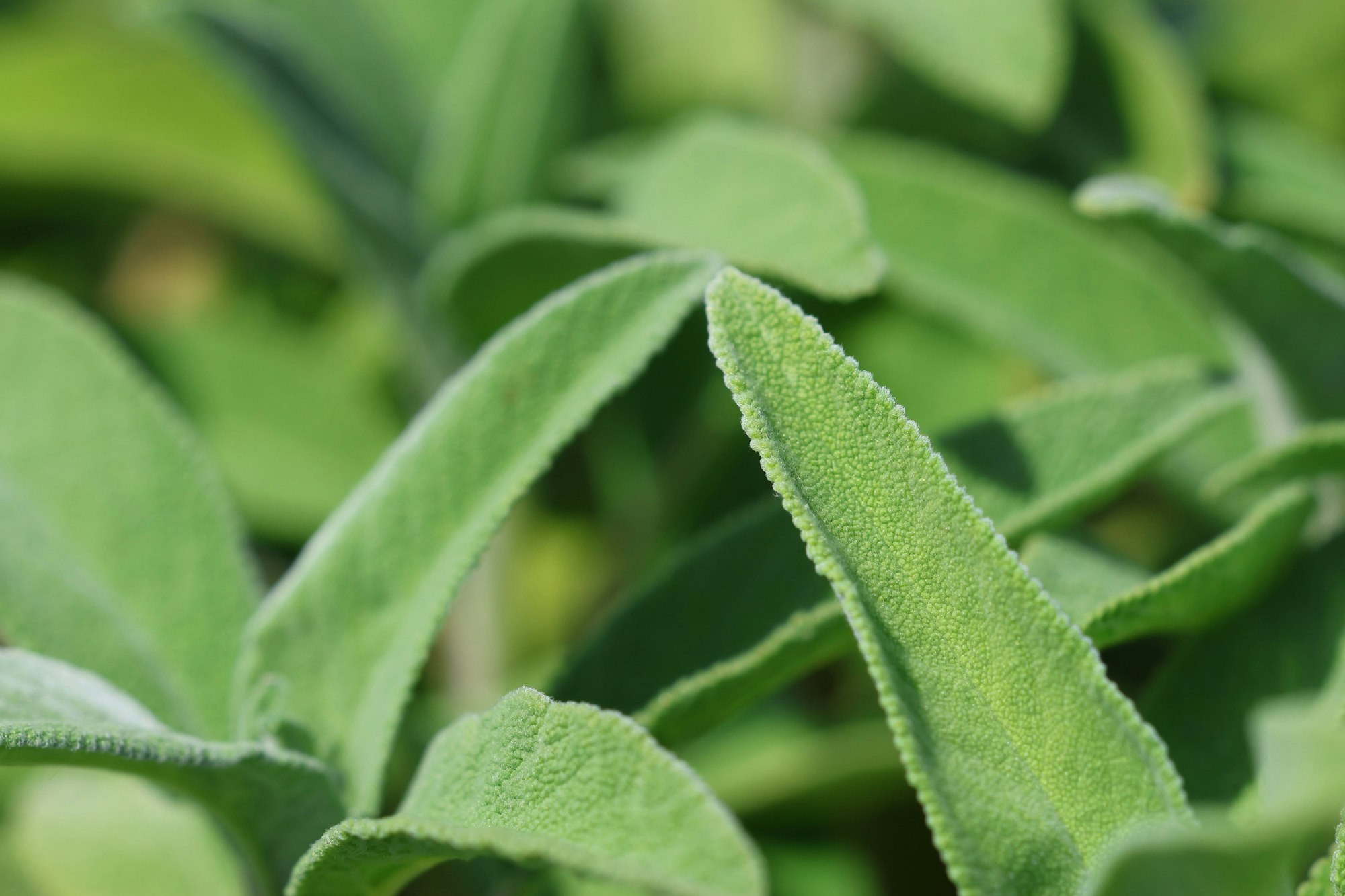 Salbei (Salvia officinalis) für A.Vogel Halsschmerz-Spray Frische Salbeiblätter (Salvia officinalis) in Nahaufnahme mit typischer samtiger Blattstruktur.