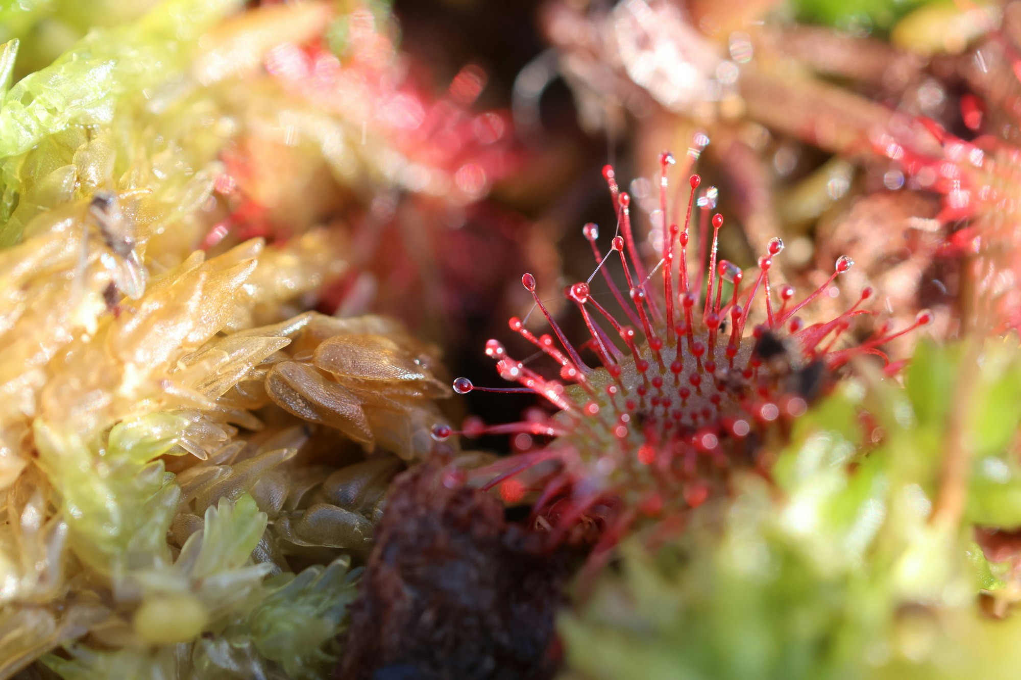 Rundblättriger Sonnentau (Drosera rotundifolia) mit glitzernden Fangtentakeln in Makroaufnahme.