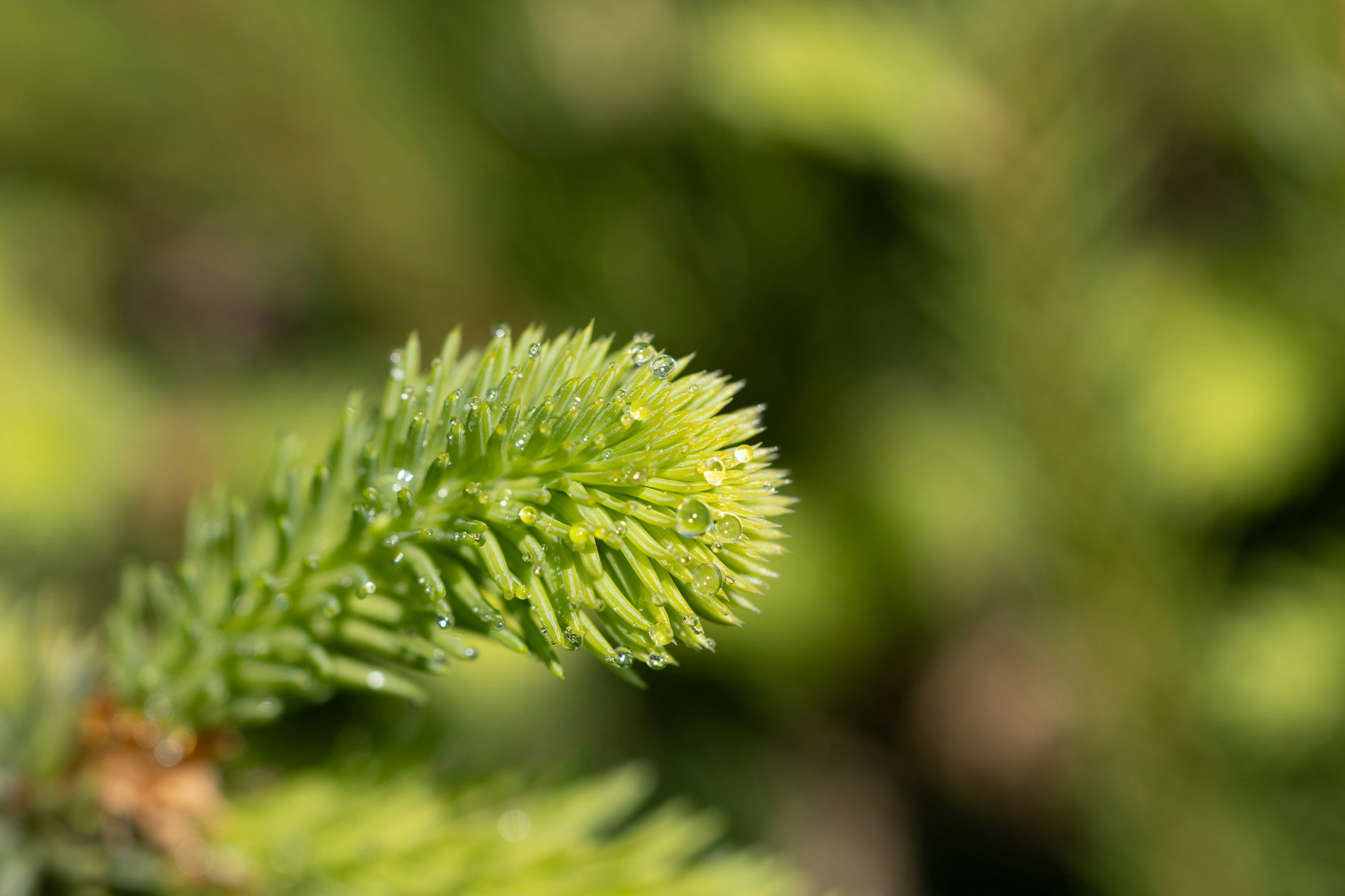 Frische Triebspitze der Gemeinen Fichte (Picea abies) mit Wassertropfen in Nahaufnahme.