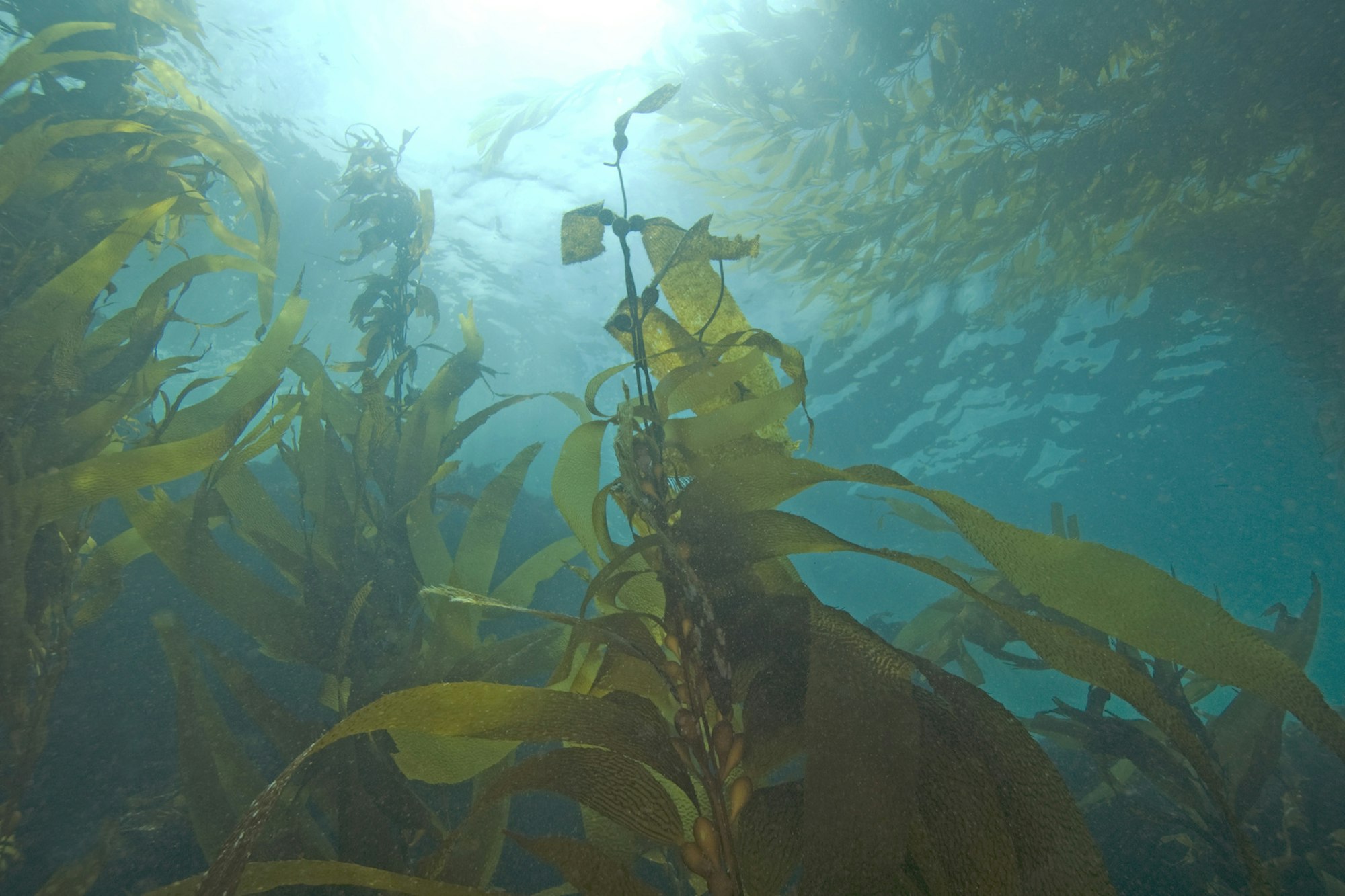 Kelp-Algen in einem Unterwasserwald mit Sonnenlicht im Meer.