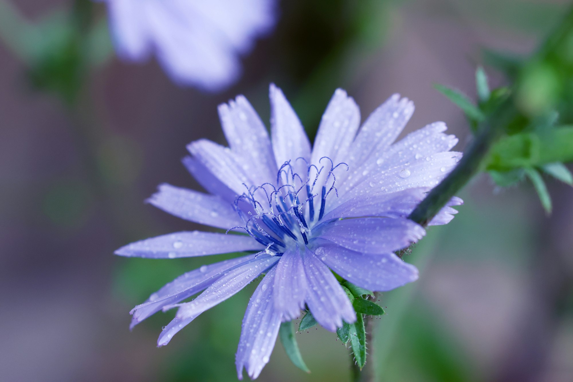 Blühende Zichorie (Cichorium intybus) mit hellblauen Blütenblättern und Tautropfen in Nahaufnahme.