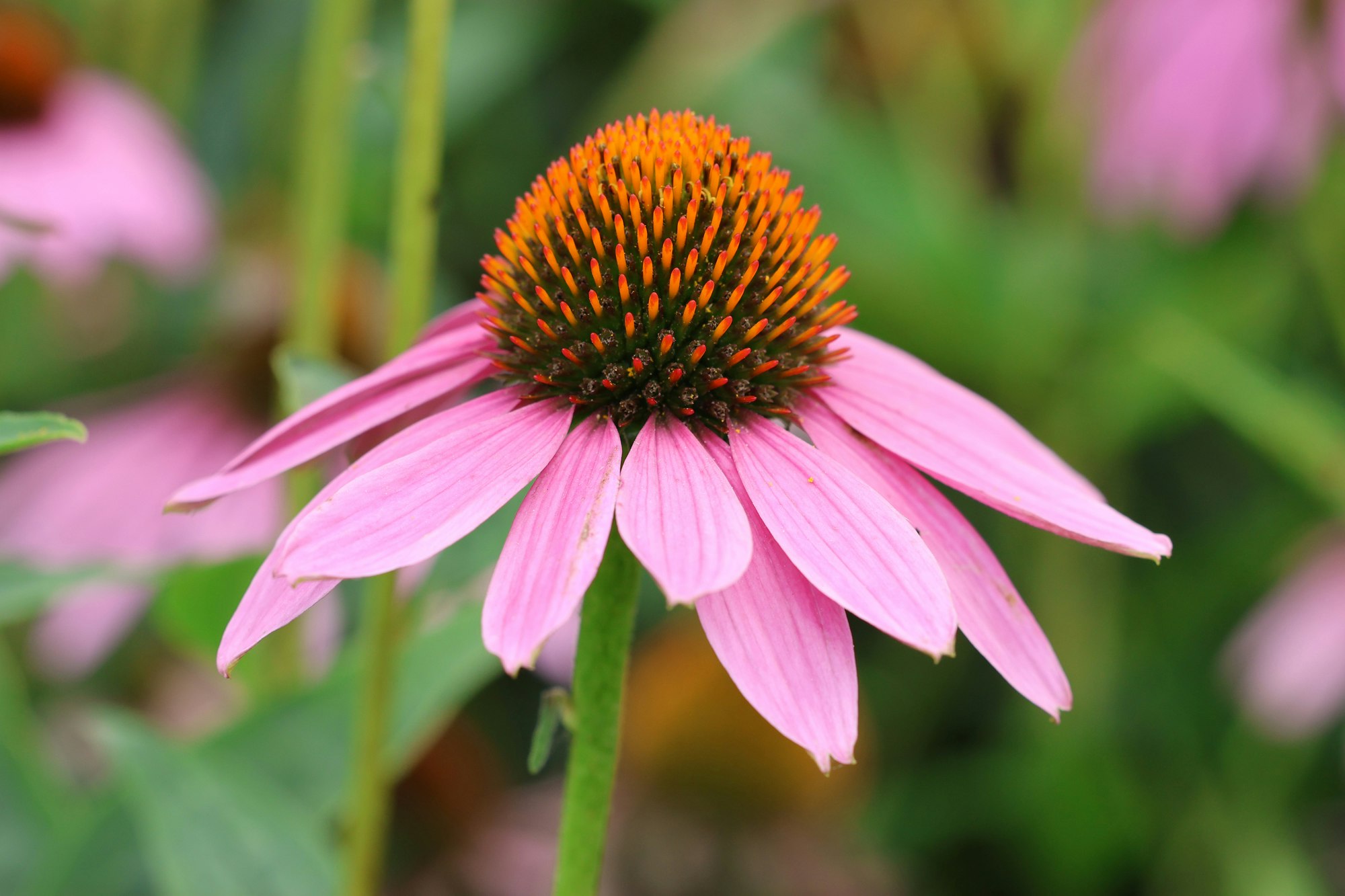 Roter Sonnenhut (Echinacea purpurea) für A.Vogel Echinaforce® Resistenz-Erkältung, Tropfen Produktaufnahme von "A.Vogel Echinaforce® Resistenz-Erkältung, Tropfen". Pflanzliches Arzneimittel aus frischem Rotem Sonnenhut. Zur Steigerung der körpereigenen Abwehr bei Anfälligkeit gegen Erkältungskrankheiten.
