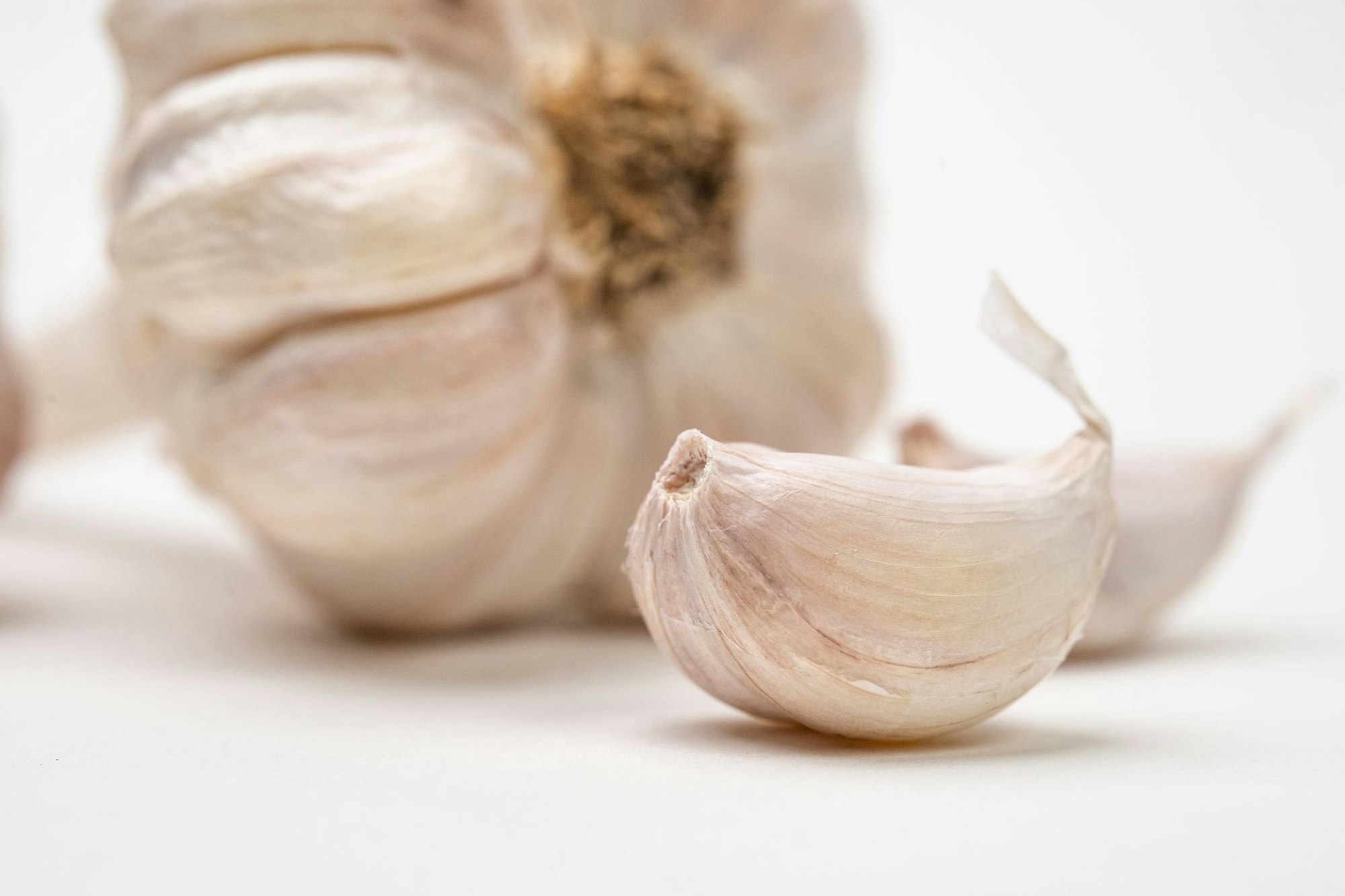 Knoblauchzehe (Allium sativum) vor einer Knoblauchknolle in Nahaufnahme.