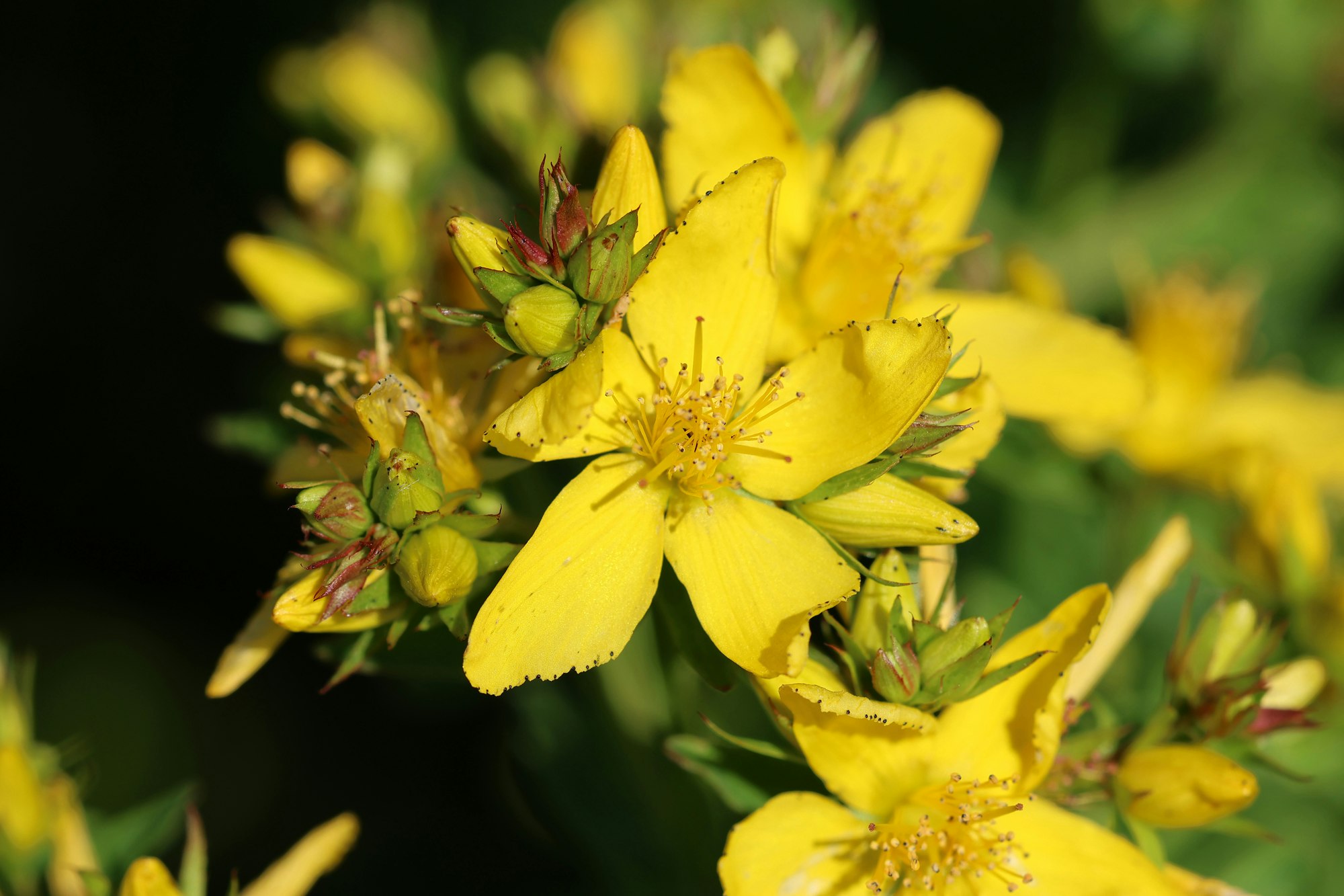 Johanniskraut (Hypericum perforatum) für Bioforce Kräuter Hautcreme Produktaufnahme von "A.Vogel Bioforce Kräuter Hautcreme". Hautcreme mit Extrakten aus Johanniskraut, Ringelblume, Salbei, Sanikel, Arnika und Hamamelis. Besänftigt raue, trockene oder rissige Haut.