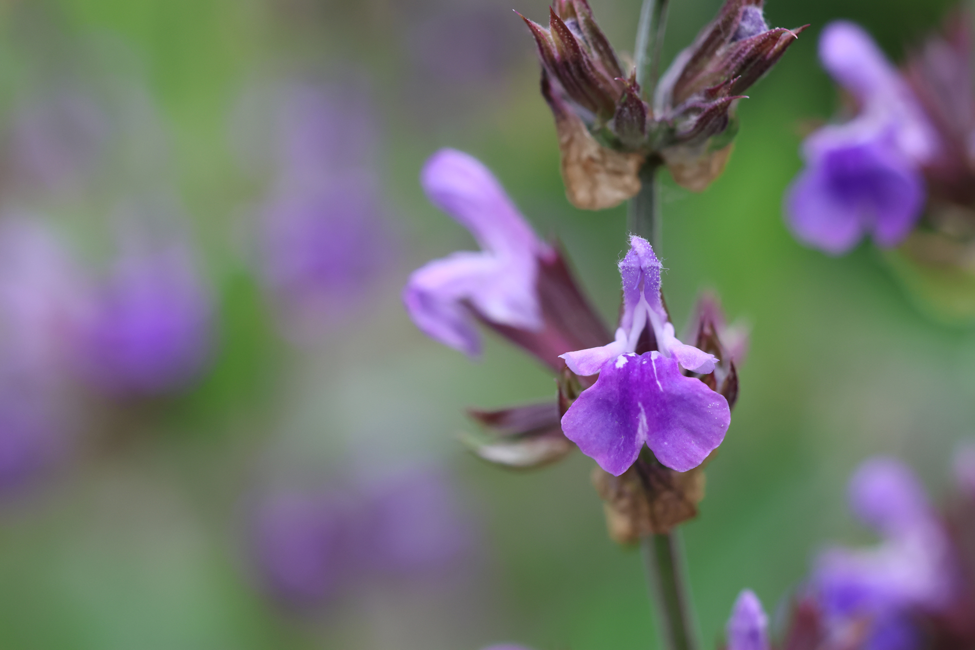 Blüte des Salbeis (Salvia officinalis) mit violett-blauen Blüten in Nahaufnahme.