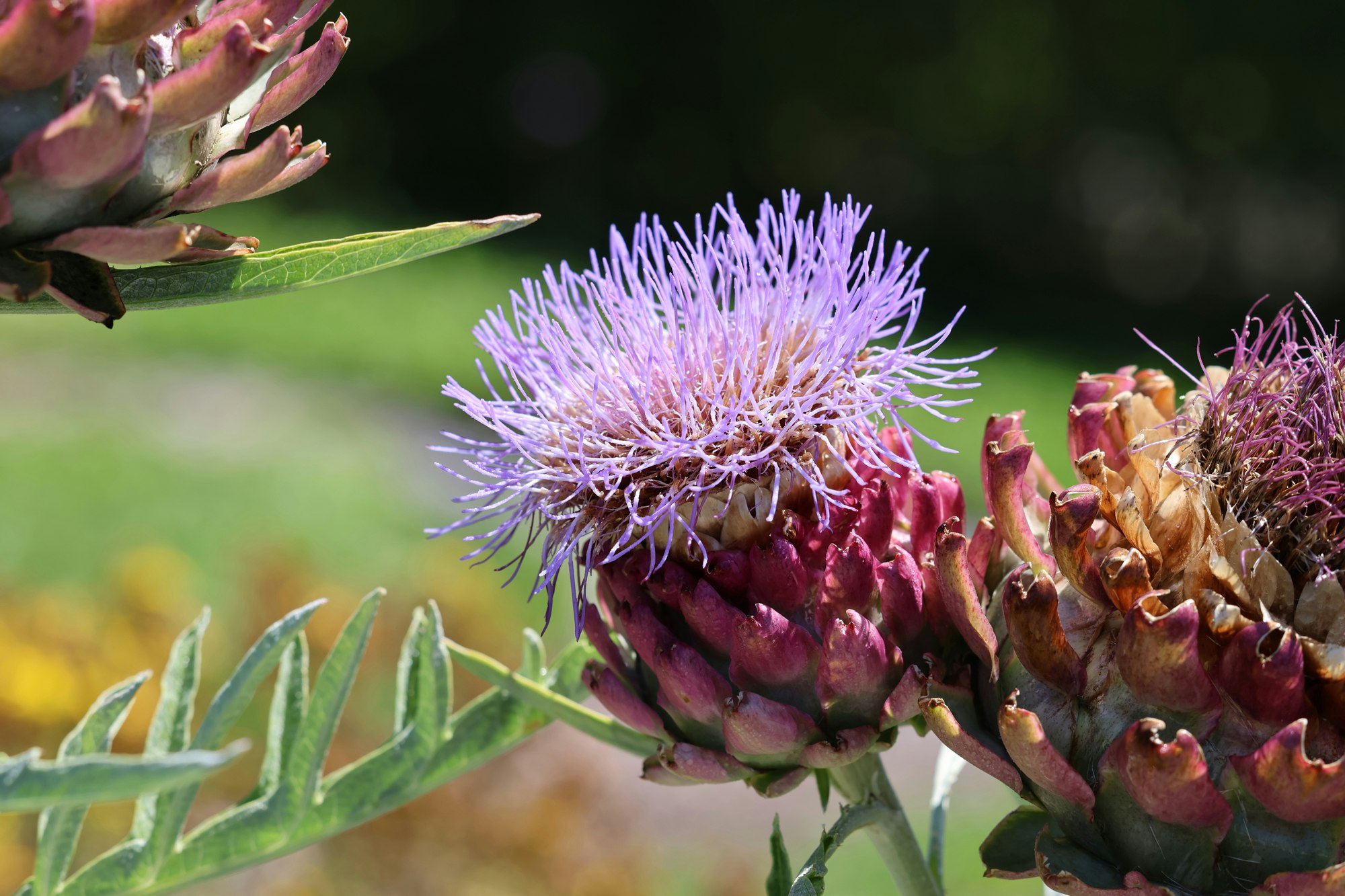 Blühende Artischocke (Cynara scolymus) mit violettem Blütenstand in Nahaufnahme.