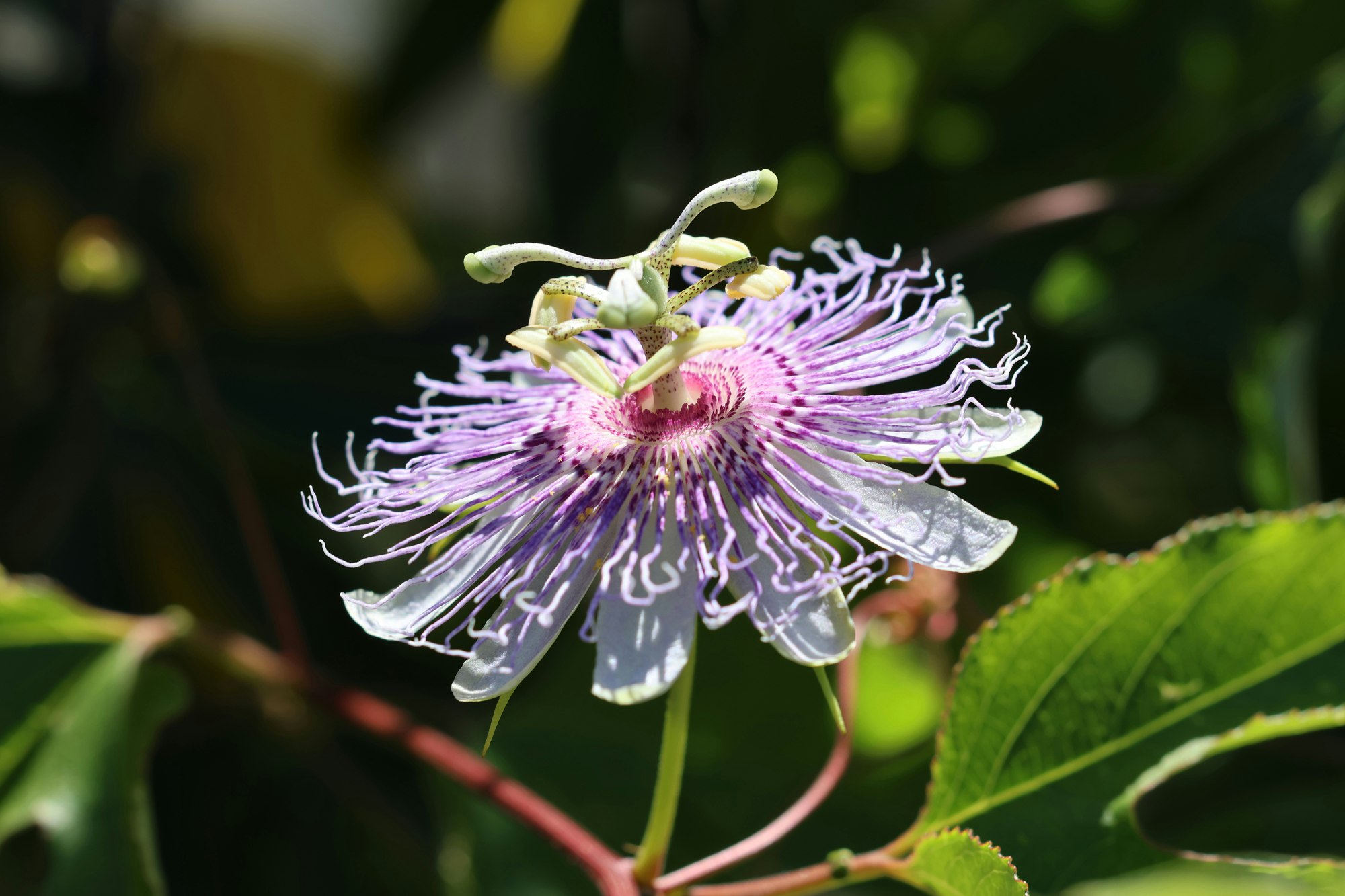Blüte der Passionsblume (Passiflora incarnata) mit violett-weissen Blütenfäden in Nahaufnahme.