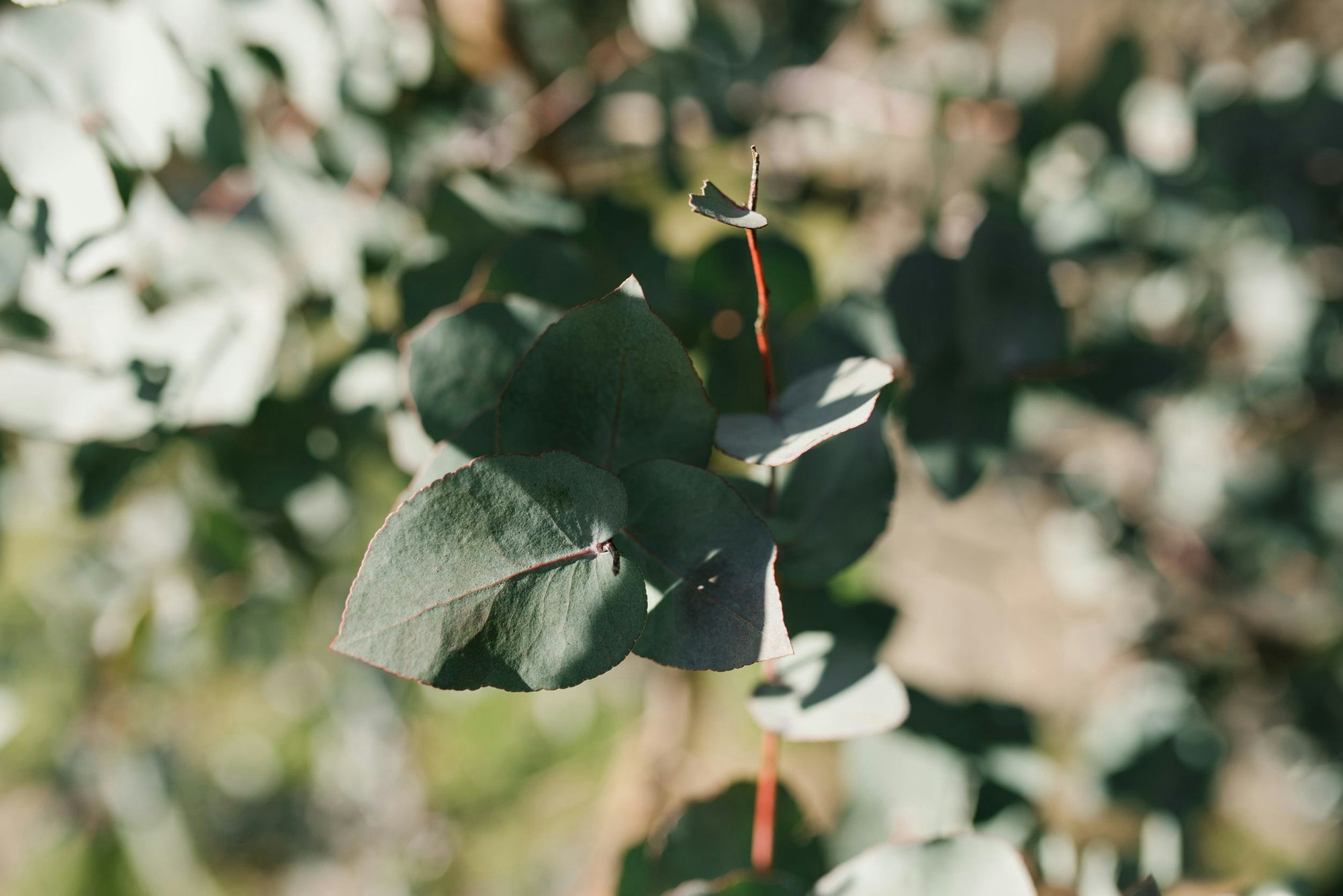 Eukalyptusblätter (Eucalyptus) an einem Zweig im Sonnenlicht.