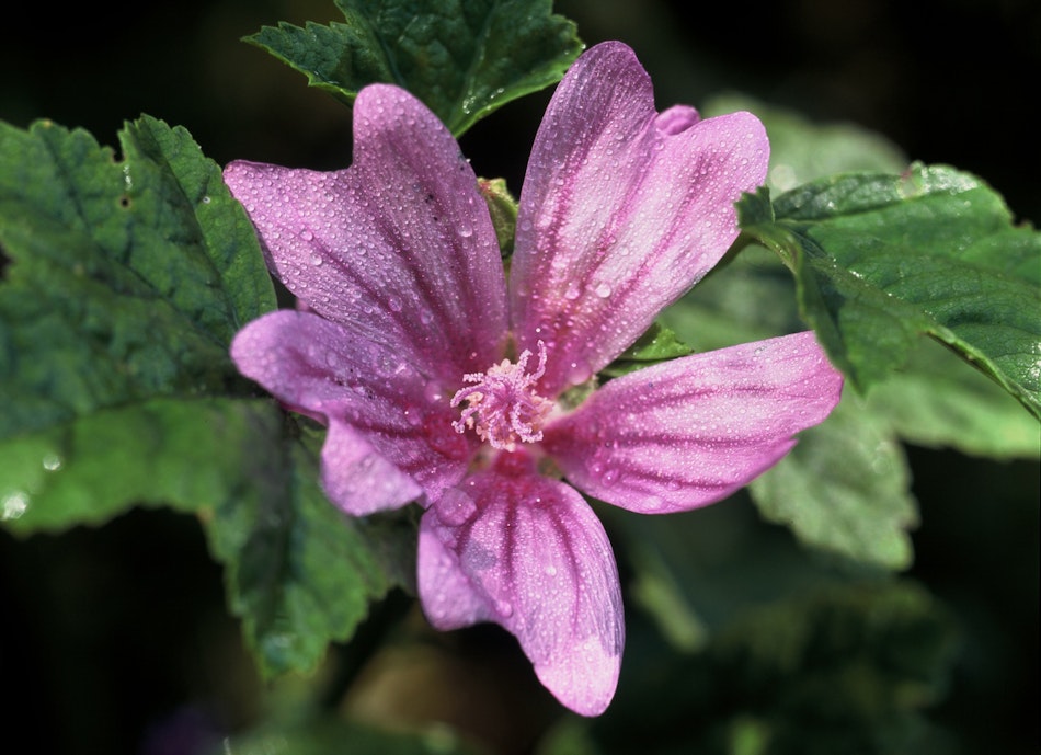 Blüte einer Wilden Malve