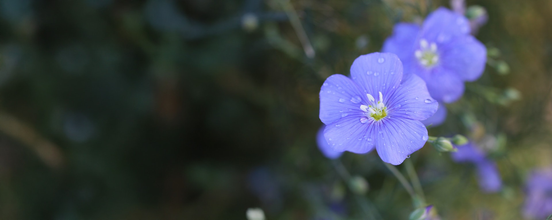 Pflanzenlexikon Lein Leinsamenblüte