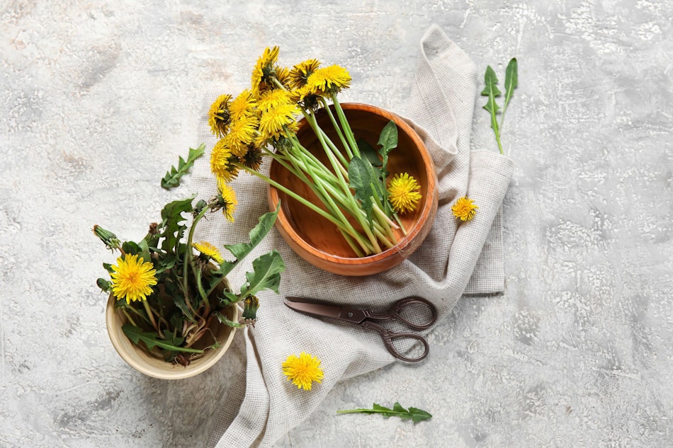Löwenzahnblüten und -blätter