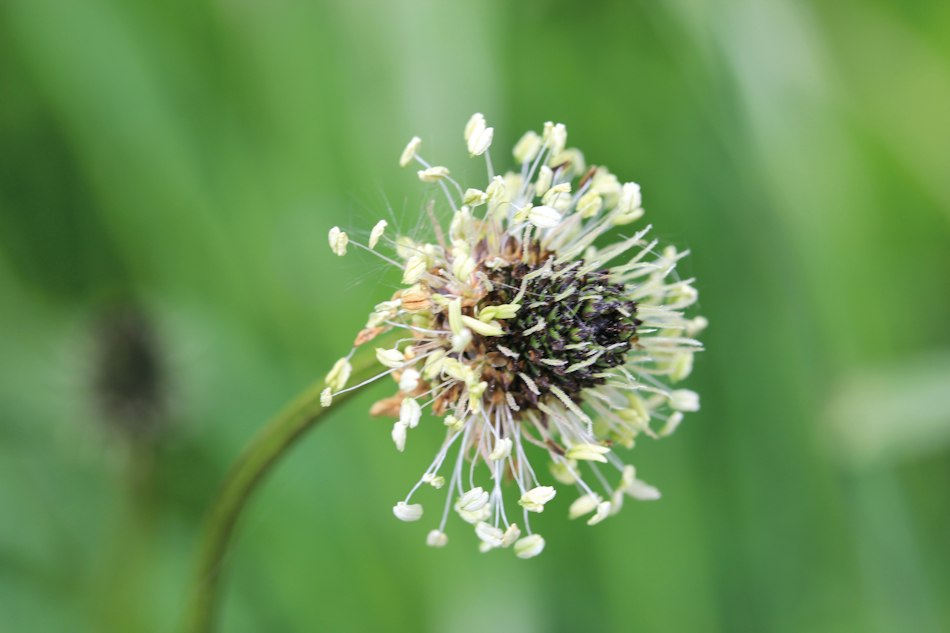 Blütenstand des Spitzwegerichs (Plantago lanceolata) mit dunklem Blütenkopf und feinen weissen Staubfäden.
