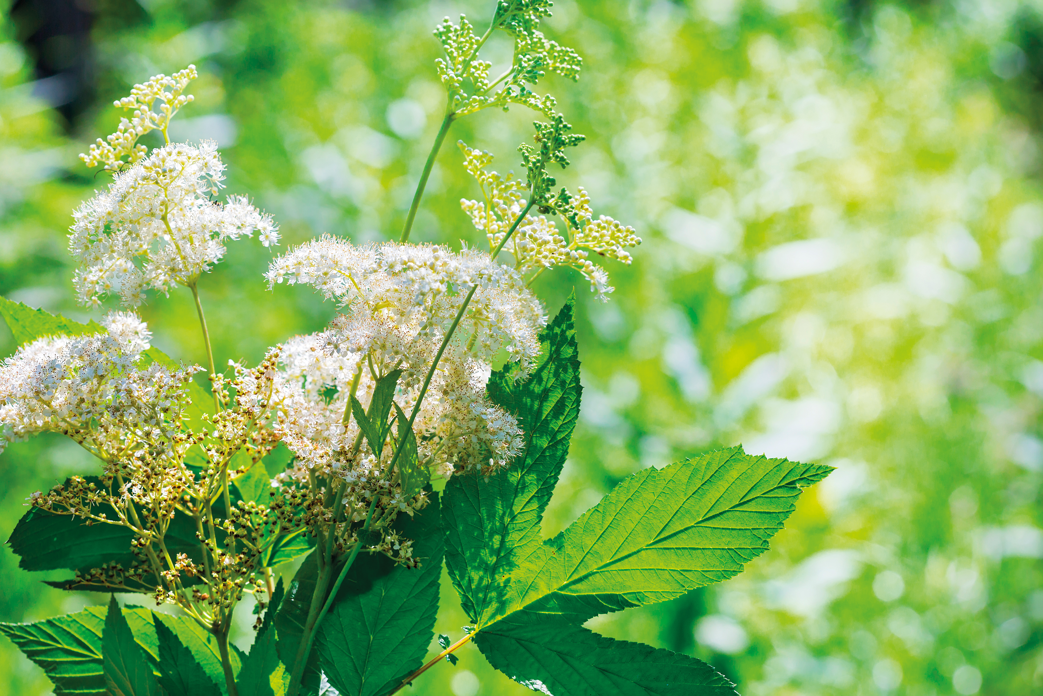 Zarte, cremeweisse Blütenrispen des Mädesüss (Filipendula ulmaria) in natürlicher Umgebung.