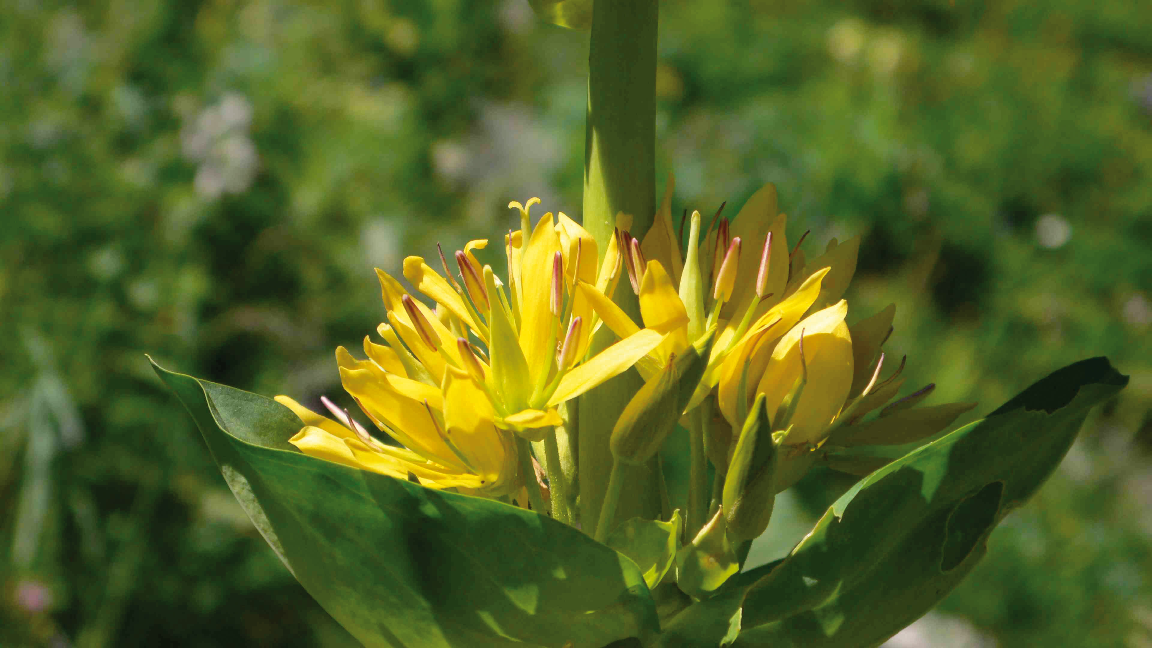 Gelbe Blüten des Gelben Enzians (Gentiana lutea) zwischen kräftigen grünen Blättern.