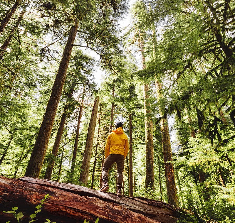 man standing on fallen tree trunk in forest