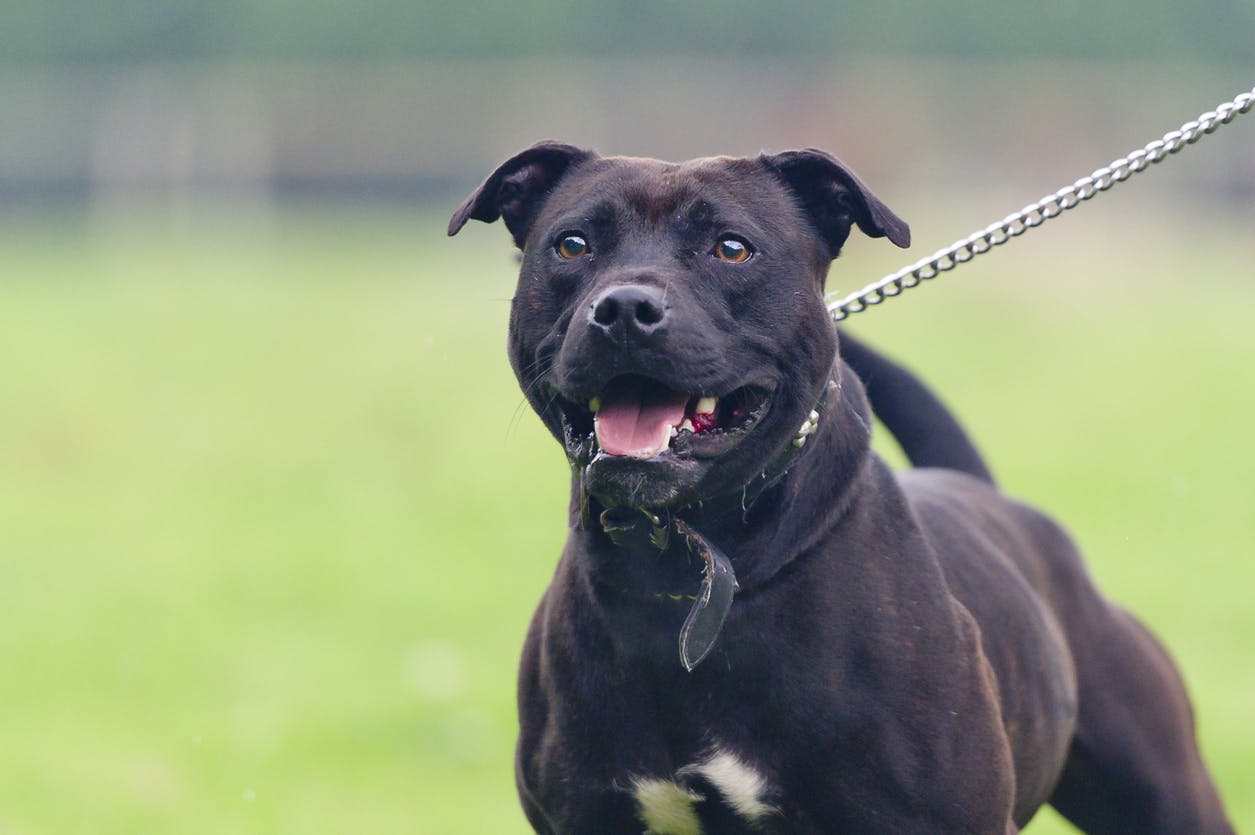 A black dog on a leash