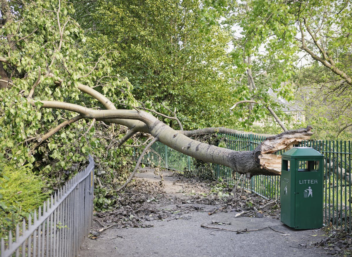 Fallen tree on sidewalk