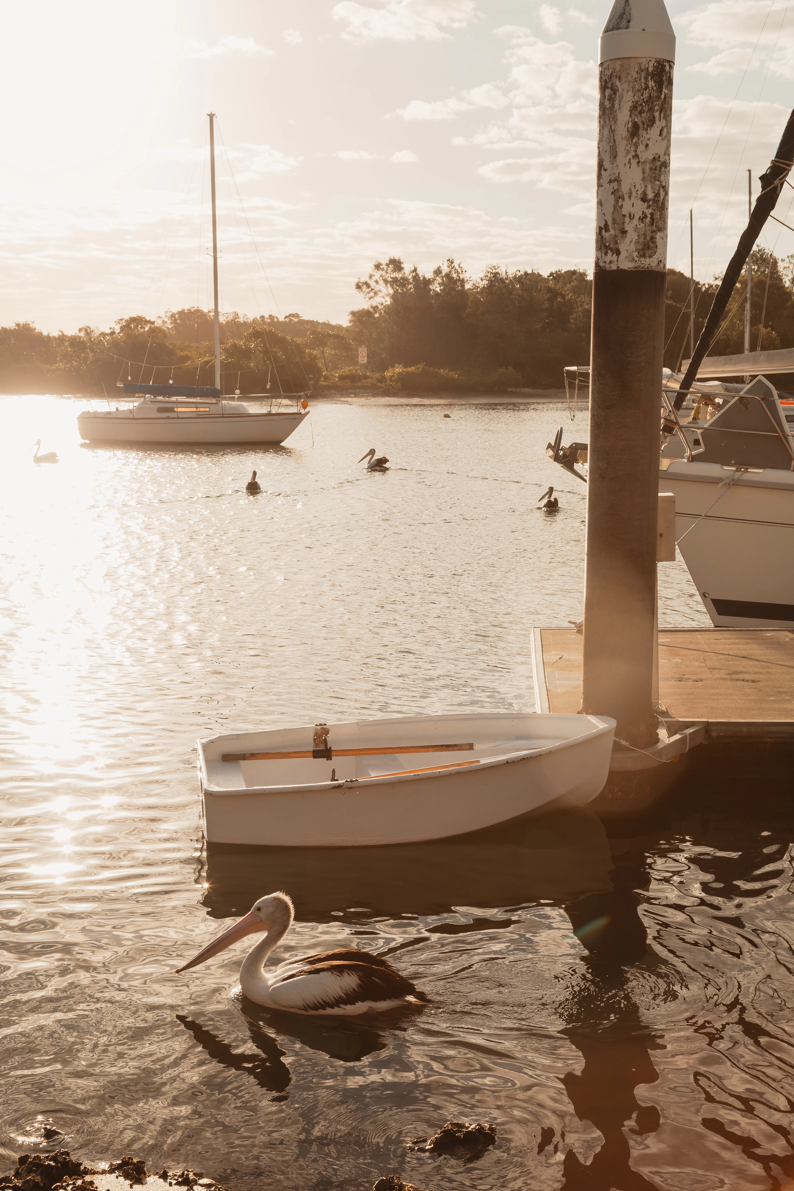sunrise,regional,anchored,australian,destination,tourism,water bird,scenic,holiday,peaceful,nsw,small town,yachts,clarence,first light,bird,vacation,jetty,new south wales,row boat,wildlife,morning sun,vibrant,pelican,australia,tranquil,boats,water,morning,coast,sunlight,yamba,moored,location,river,travel,coastal,swim