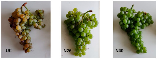 Image: Miccichè, D.; Puccio, S.; Di Lorenzo, R.; Turano, L.; Di Carlo, F.; Pisciotta, A. Adapting Viticulture to Climate Change: Impact of Shading in Sicily. Horticulturae 2025, 11, 163. https://doi.org/10.3390/horticulturae11020163