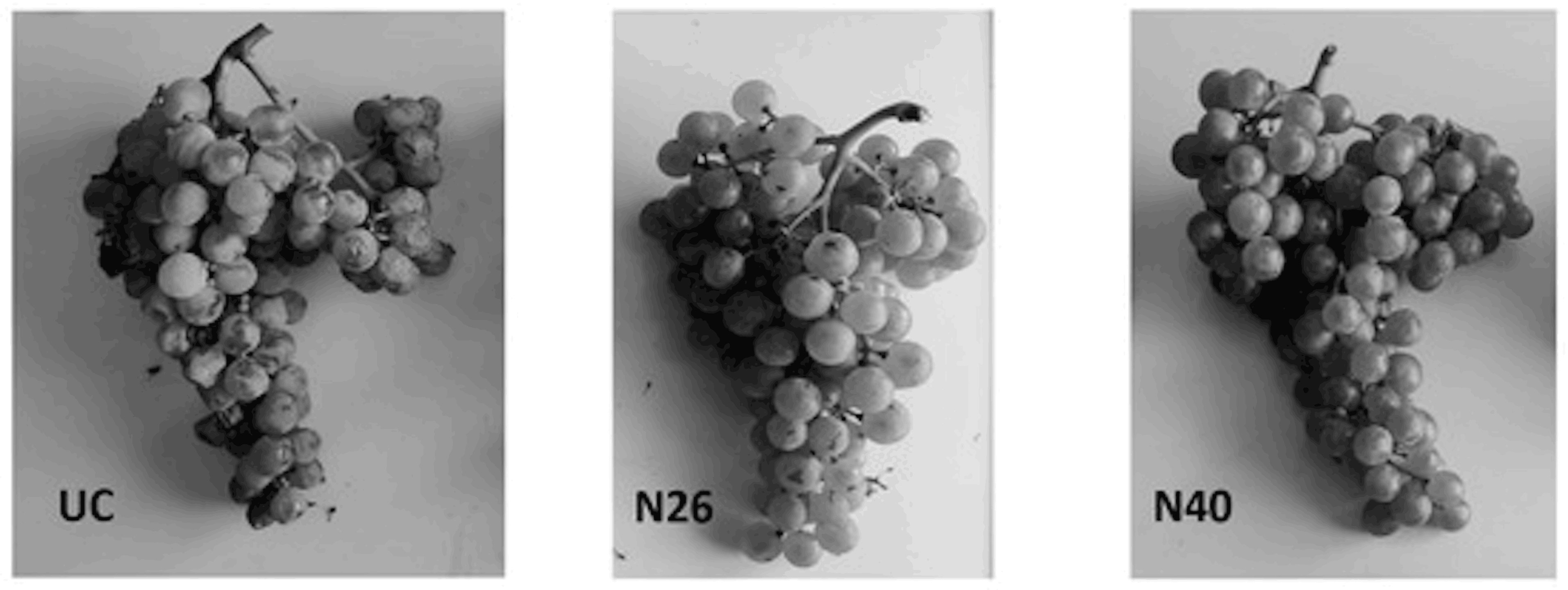 hotographs of grape clusters from Grillo cultivar for treatments UC, N26, and N40, taken near harvest. Image: Miccichè, D.; Puccio, S.; Di Lorenzo, R.; Turano, L.; Di Carlo, F.; Pisciotta, A. Adapting Viticulture to Climate Change: Impact of Shading in Sicily. Horticulturae 2025, 11, 163. https://doi.org/10.3390/horticulturae11020163