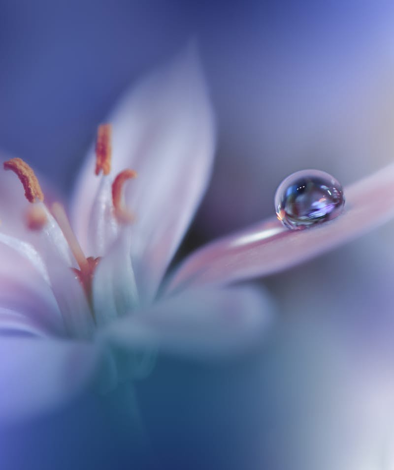 flower with dew drop