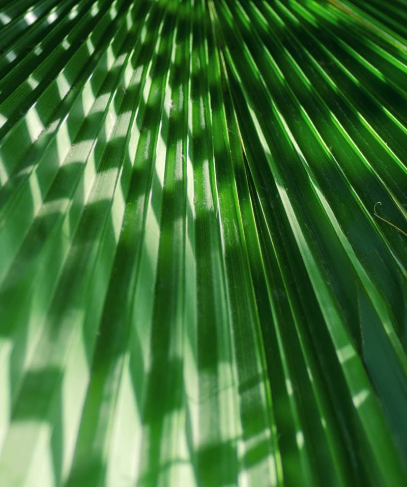 Palm frond in shadow
