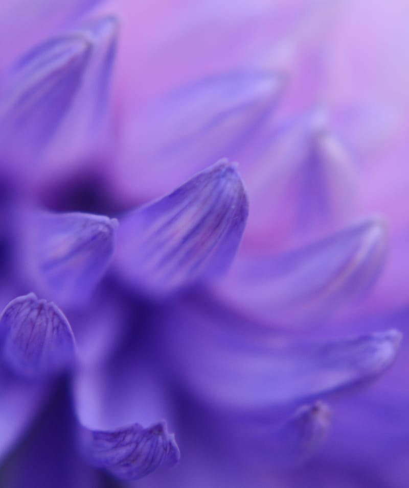 Purple flower