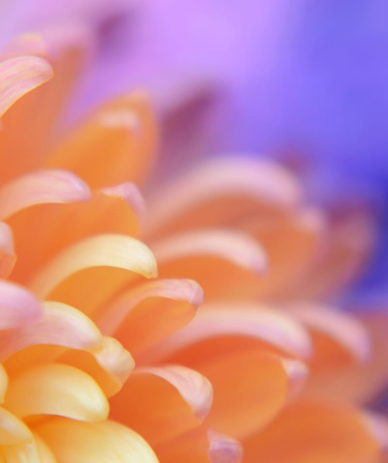 orange flower with purple background