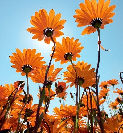 orange flowers in front of sky